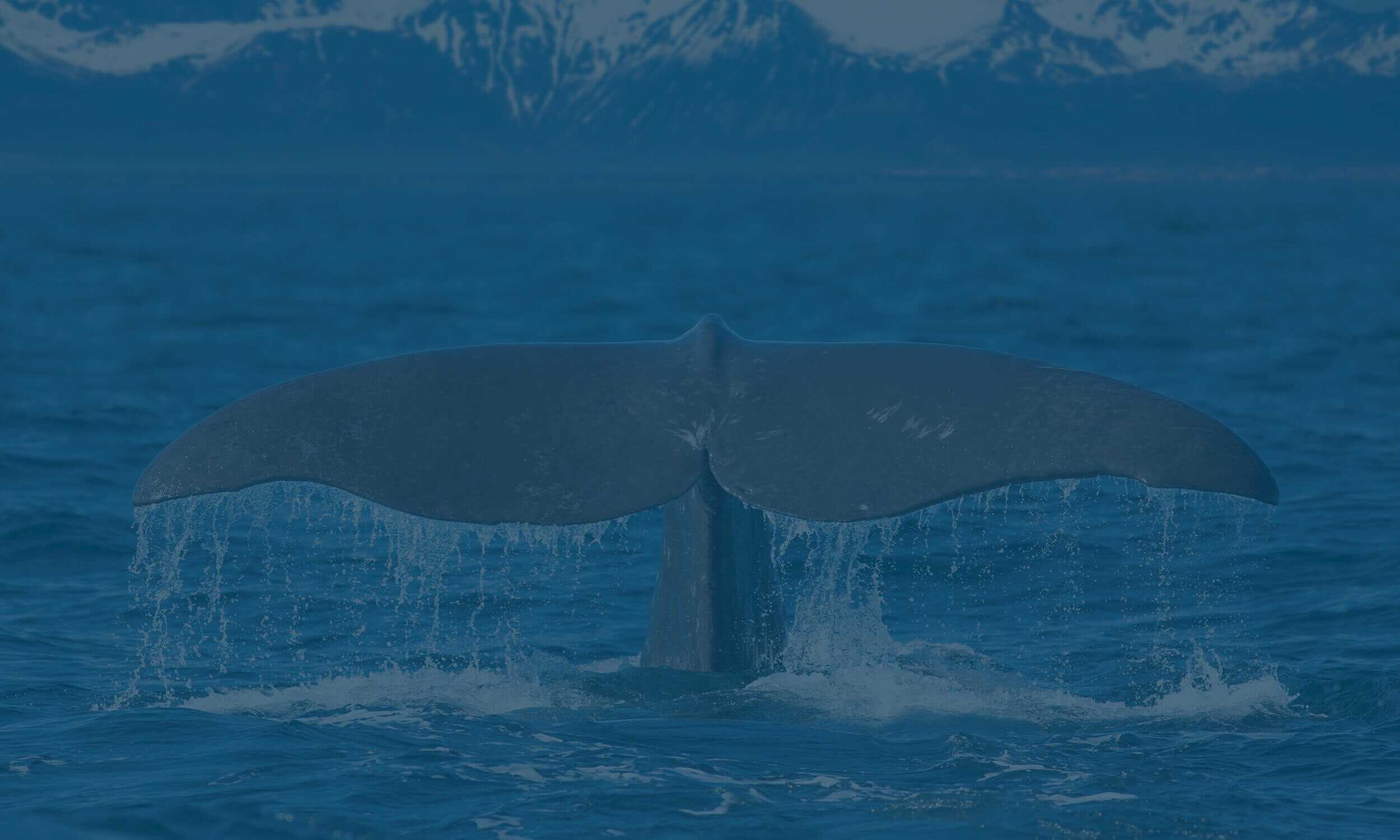 The Best Recruitment Software and CRM - Sourcewhale Banner